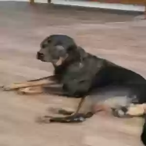 /images/pets/original/2187056_actual_three.webp