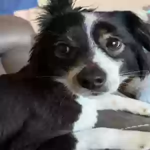 /images/pets/original/2187058_actual_two.webp