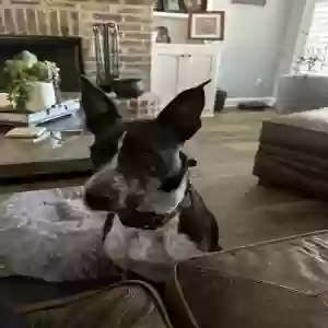 adoptable Dog in Bossier City, LA named Sadie