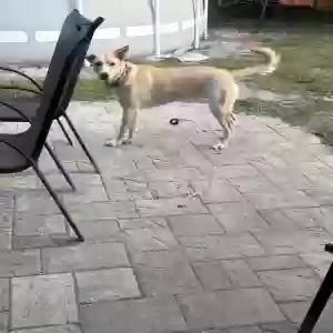 adoptable Dog in Melbourne, FL named Snowy