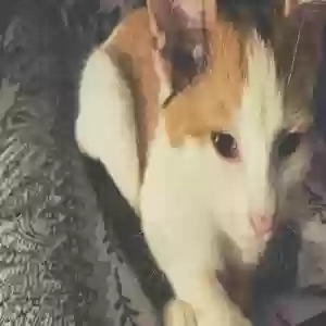 adoptable Cat in Greensboro, NC named Trixie