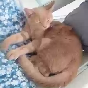 adoptable Cat in Hookerton, NC named Tommy