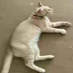 /images/pets/original/2187099_actual_two.webp