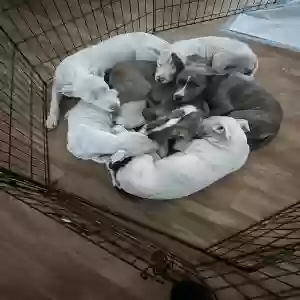 adoptable Dog in Atlanta, GA named A litter