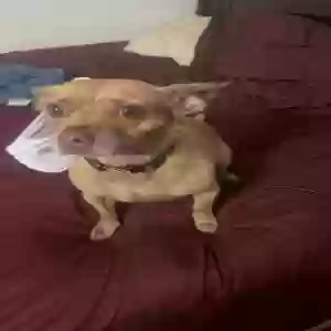 adoptable Dog in Perry, FL named Lola