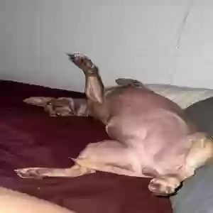 /images/pets/original/2187116_actual_two.webp
