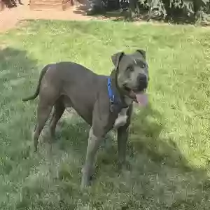 adoptable Dog in Pueblo, CO named Unknown