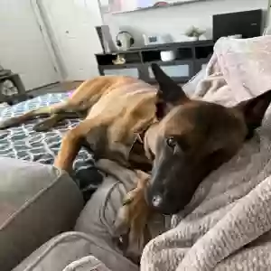 adoptable Dog in Ypsilanti, MI named Onyx