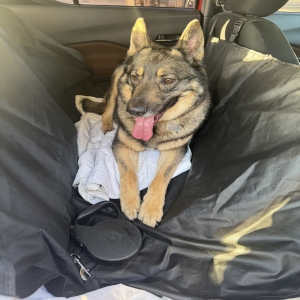 adoptable Dog in Moreno Valley, CA named Bruno