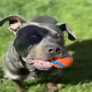 adoptable Dog in Paw Paw, MI named Duke