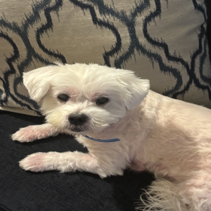 /images/pets/original/2187137_actual_three.webp