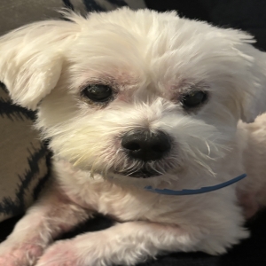 adoptable Dog in Islip, NY named Nico