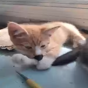 adoptable Cat in Greensboro, NC named Reacher