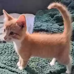 adoptable Cat in Greensboro, NC named Roamin