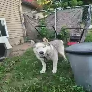 adoptable Dog in Detroit, MI named Prince
