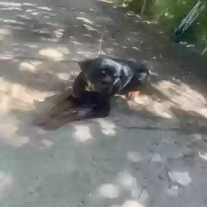 adoptable Dog in Detroit, MI named Rahlo
