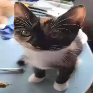 adoptable Cat in Greensboro, NC named Sasha