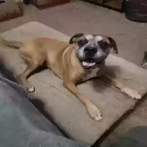 adoptable Dog in Phoenix, AZ named Phil