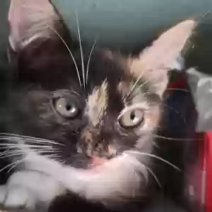 adoptable Cat in Greensboro, NC named Schatzi