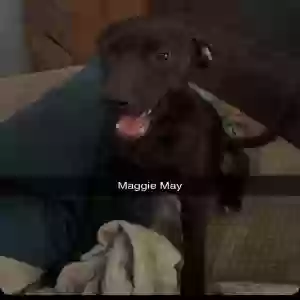 adoptable Dog in Caruthersville, MO named Maggie