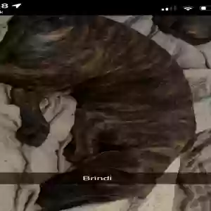adoptable Dog in Caruthersville, MO named Brindie