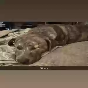 adoptable Dog in Caruthersville, MO named Bluey