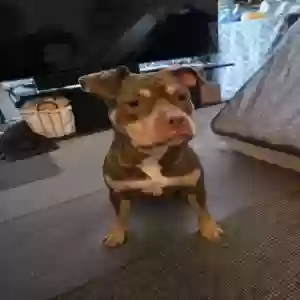 adoptable Dog in Royal Oak, MI named Victoria