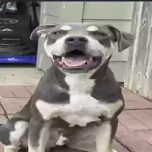 adoptable Dog in Justin, TX named Jax