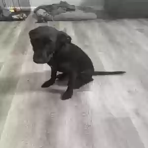 adoptable Dog in Lithonia, GA named Unknown