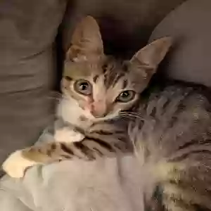 adoptable Cat in Cary, NC named Ace