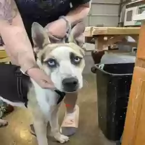adoptable Dog in Evans, CO named Tokyo