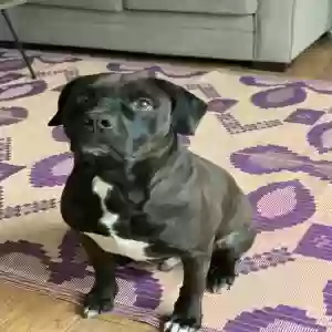 adoptable Dog in Lawrenceville, GA named Chuck