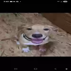 adoptable Dog in Daytona Beach, FL named Buddy