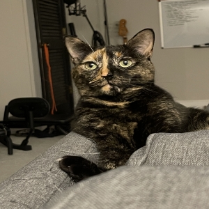 adoptable Cat in Atlanta, GA named Cypher