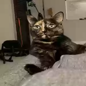 adoptable Cat in Atlanta, GA named Cypher