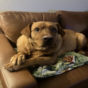 adoptable Dog in League City, TX named Finn