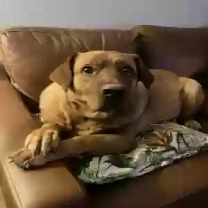 adoptable Dog in League City, TX named Finn