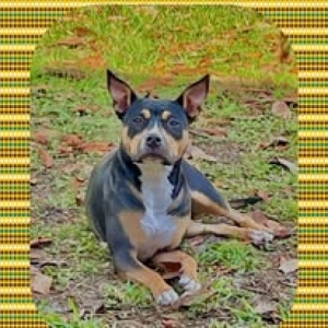 adoptable Dog in Pensacola, FL named Bootsy