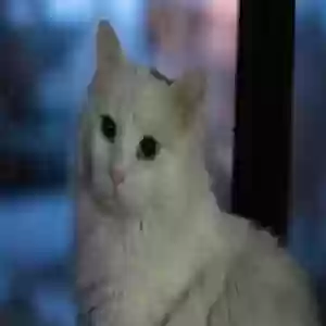 adoptable Cat in Prescott, AZ named Oliver