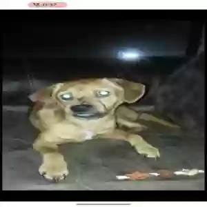 adoptable Dog in Atlanta, GA named Unknown