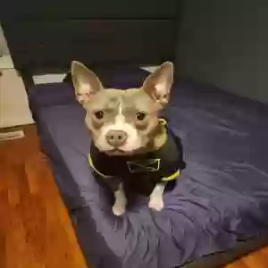 adoptable Dog in Clifton Heights, PA named Minnie