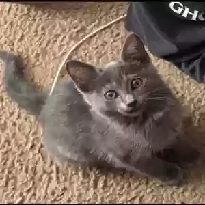 adoptable Cat in Greensboro, NC named Rocky