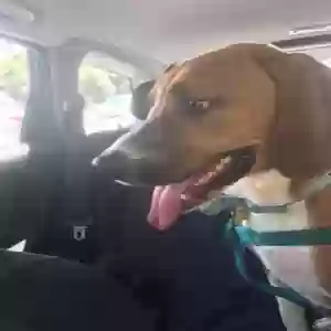 adoptable Dog in Cincinnati, OH named Sammy
