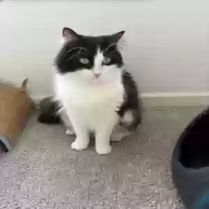 adoptable Cat in Atlanta, GA named Rumi