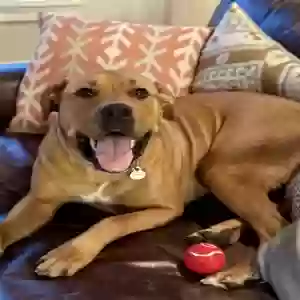adoptable Dog in Atlanta, GA named Halsa