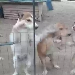 /images/pets/original/2187287_13219_IMG_20250825_071200910.webp