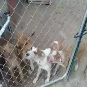 adoptable Dog in Omaha, AR named AJ