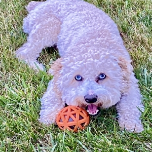 adoptable Dog in Prospect, CT named Nico