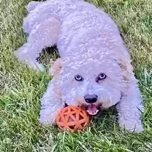 adoptable Dog in Prospect, CT named Nico