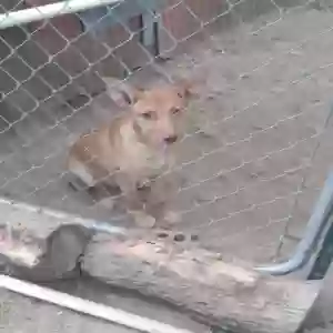 adoptable Dog in Omaha, AR named Runty